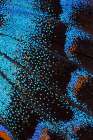 Red-spotted purple butterfly-Limenitis arthemis Art Print